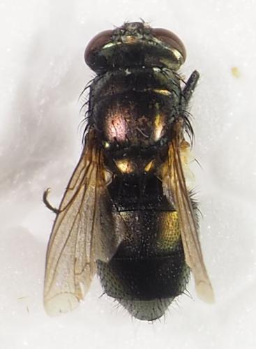 Lucilia sp.